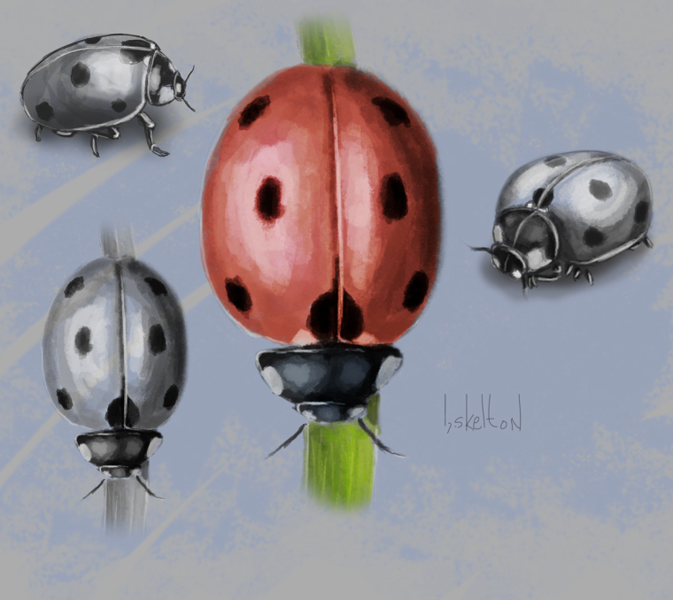 1_1525566314961_ladybugs.jpg