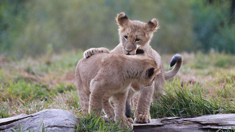 0_1527724498559_1920x1080_playing-lion-cubs.jpg