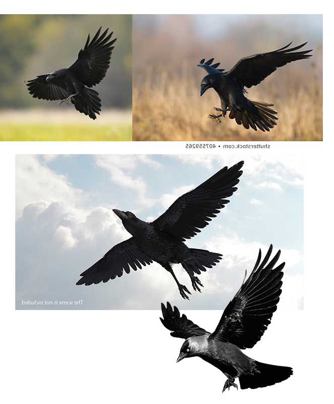 0_1544734224863_birds-wings.png