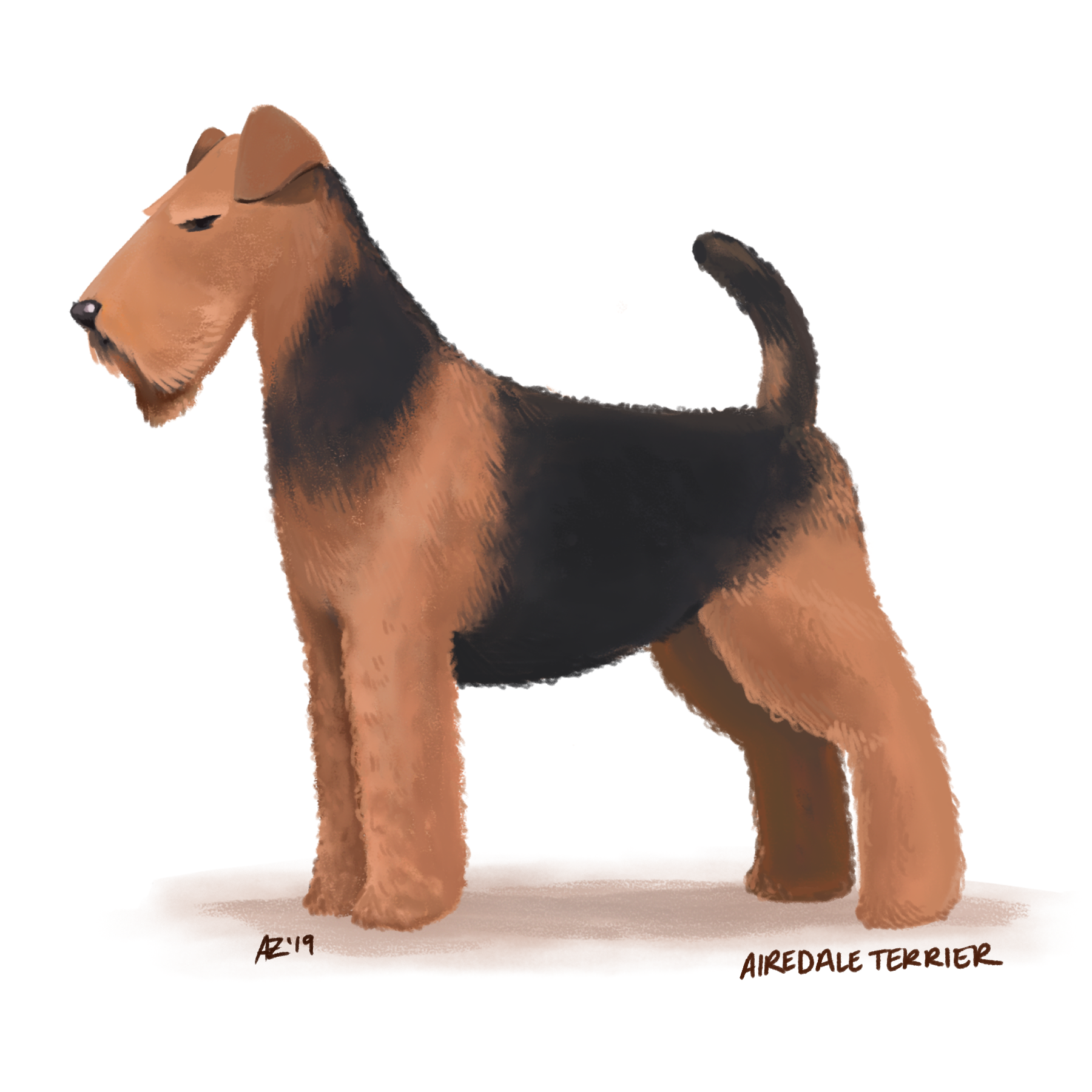 dogs - airedale terrior.png