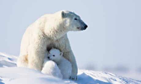 A-polar-bear-with-her-cub-011.jpg