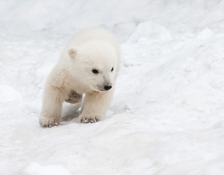 Polar-Bear-Cub-Little.jpg