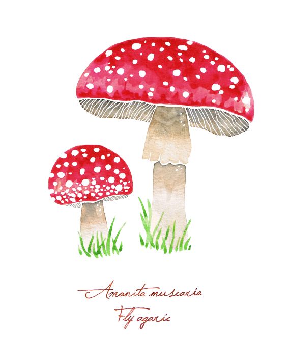 agaric.jpg