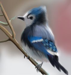 blue jay.jpg