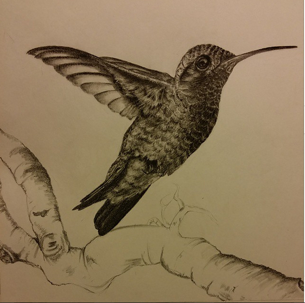 HUMMINGBIRD IN GRAPHITE small.jpg