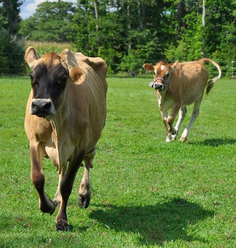 0_1472929110081_cows.jpg