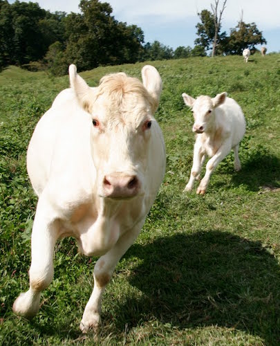 0_1472929116404_cows-running.jpg