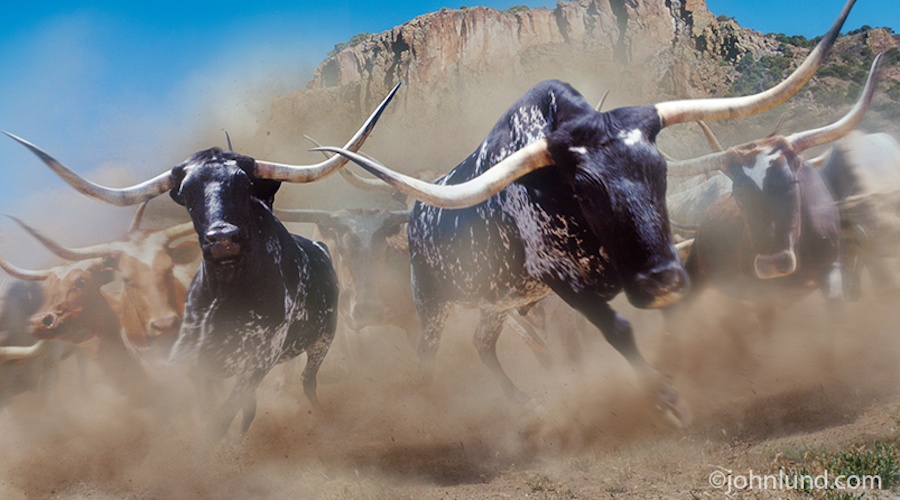 0_1472929122640_Stampeding-Longhorns.jpg