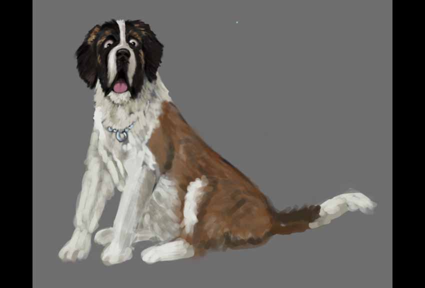 0_1474560242263_st bernard.jpg